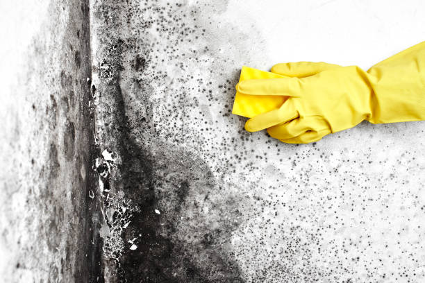 Best Attic Mold Removal  in Cordry Sweetwater Lakes, IN
